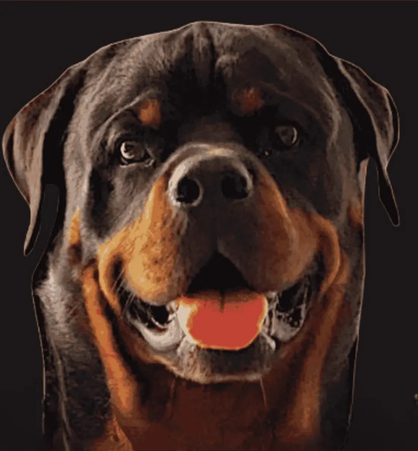 Rambo, Rottweiler